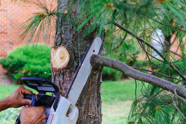 Large Tree Removal in Hooker, OK